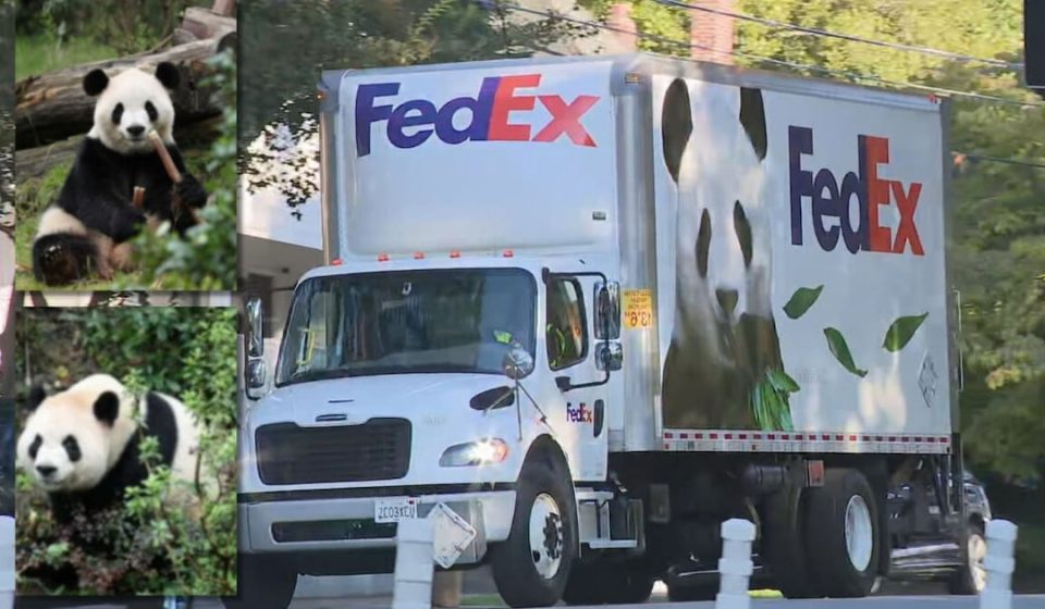 Giant pandas are at home at Zoo Atlanta – WSB-TV Channel 2
