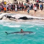 Large 16ft white triggers fuel frenzy just meters from Perth Beach crowds (video)