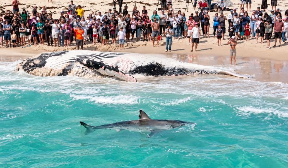 Large 16ft white triggers fuel frenzy just meters from Perth Beach crowds (video)