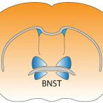 Stopping drinking alcohol changes the brain and may increase risk of compulsive drinking – new research in mice