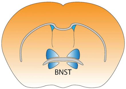 Stopping drinking alcohol changes the brain and may increase risk of compulsive drinking – new research in mice