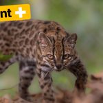 The tilcayo, a new species of wild feline discovered in Bolivia
