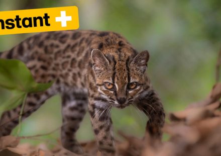 The tilcayo, a new species of wild feline discovered in Bolivia