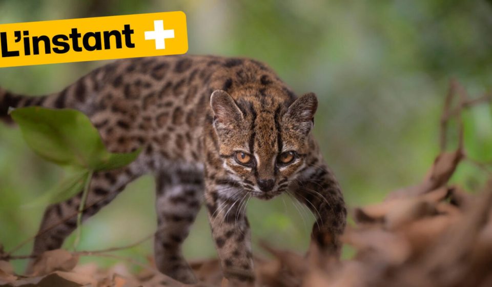The tilcayo, a new species of wild feline discovered in Bolivia