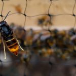 Environment. “Organize a coherent fight”: the national plan against the Asian hornet put in place
