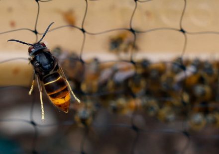 Environment. “Organize a coherent fight”: the national plan against the Asian hornet put in place