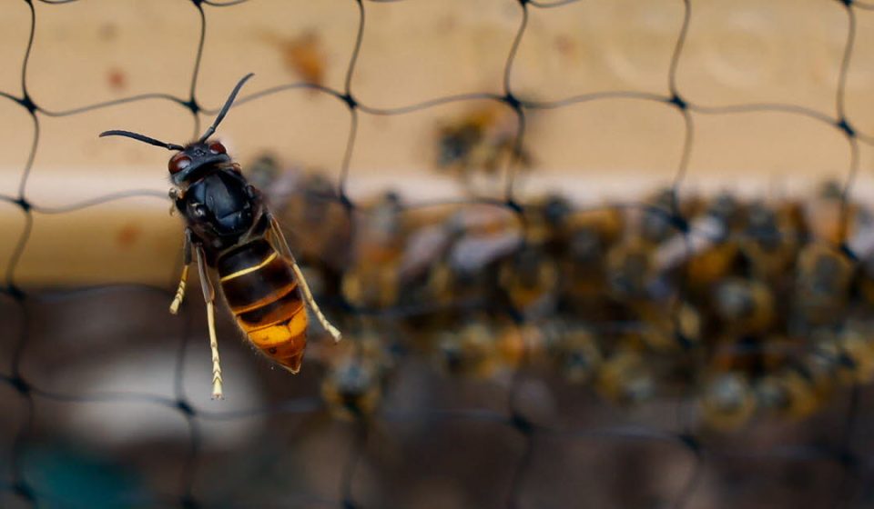 Environment. “Organize a coherent fight”: the national plan against the Asian hornet put in place