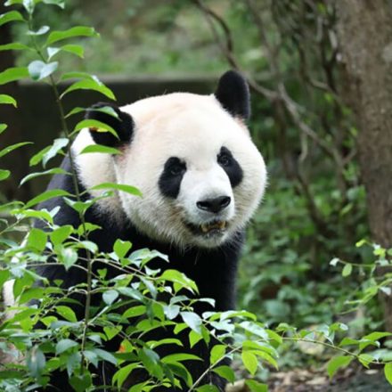 China's new panda diplomats, Ping Ping and Fu Shuang, are on their way to Atlanta