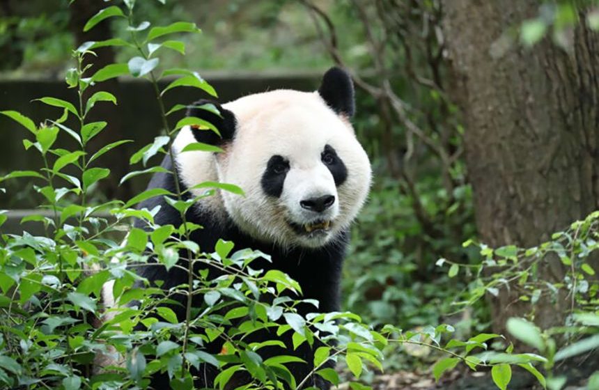 China's new panda diplomats, Ping Ping and Fu Shuang, are on their way to Atlanta