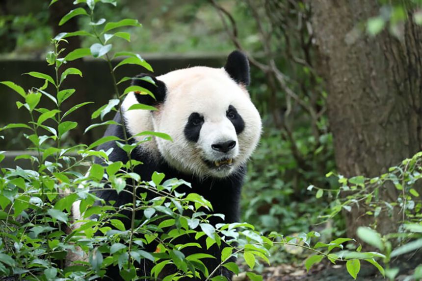 China's new panda diplomats, Ping Ping and Fu Shuang, are on their way to Atlanta