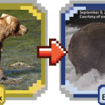 Meet Backpack, the big champion of Fat Bear Week