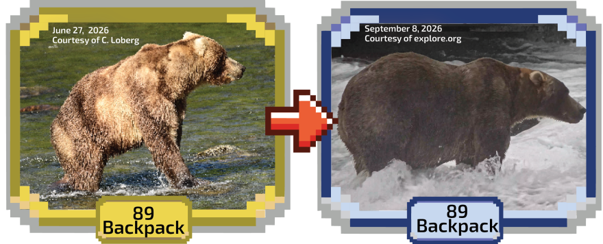 Meet Backpack, the big champion of Fat Bear Week