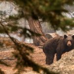 Pooch takes his life while trying to save a California couple during a bear attack