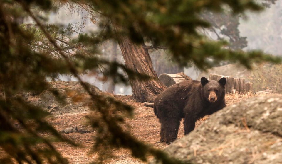 Pooch takes his life while trying to save a California couple during a bear attack