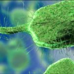 Pinellas County resident dies of Vibrio vulnificus: FDOH