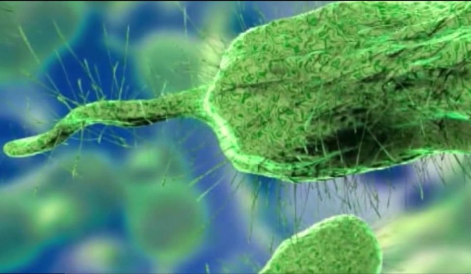 Pinellas County resident dies of Vibrio vulnificus: FDOH Pinellas County resident dies of Vibrio vulnificus: FDOH