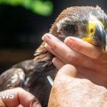 What makes a golden eagle chick called Beaky Junior so important?