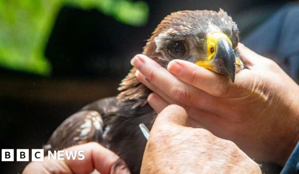 What makes a golden eagle chick called Beaky Junior so important?