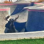Moose walks in the Red Lodge skate park