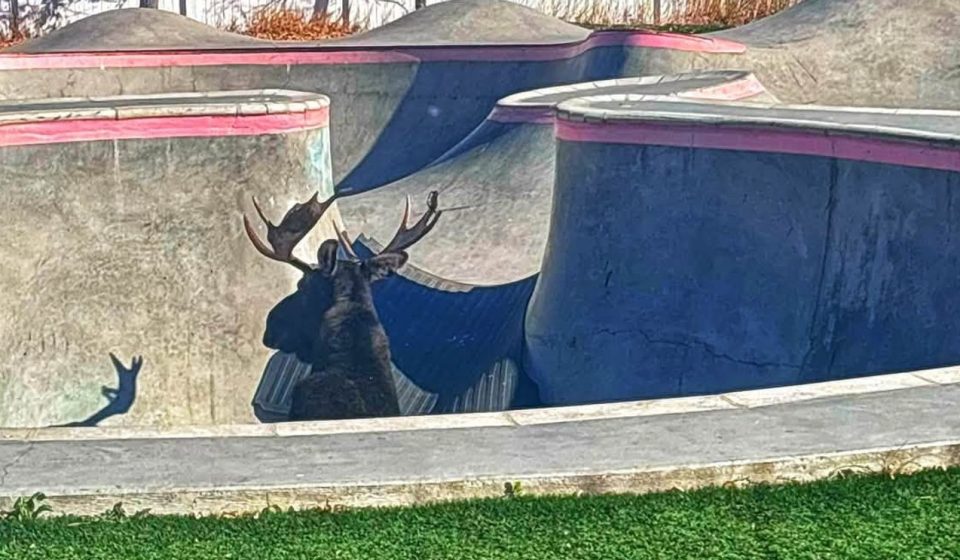 Moose walks in the Red Lodge skate park