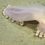 Scientists discover 57 new species hidden in the South Atlantic