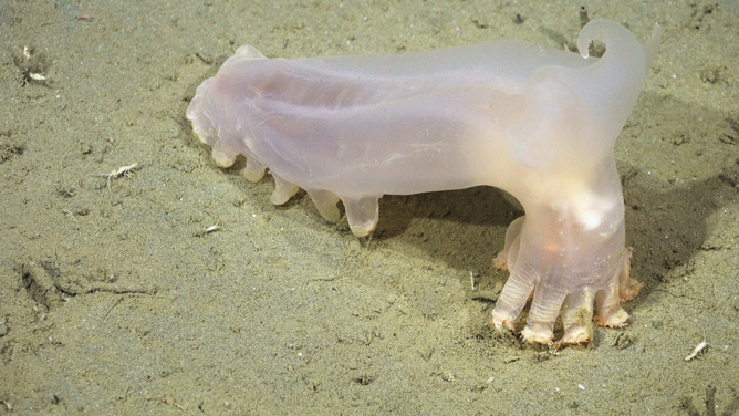 Scientists discover 57 new species hidden in the South Atlantic
