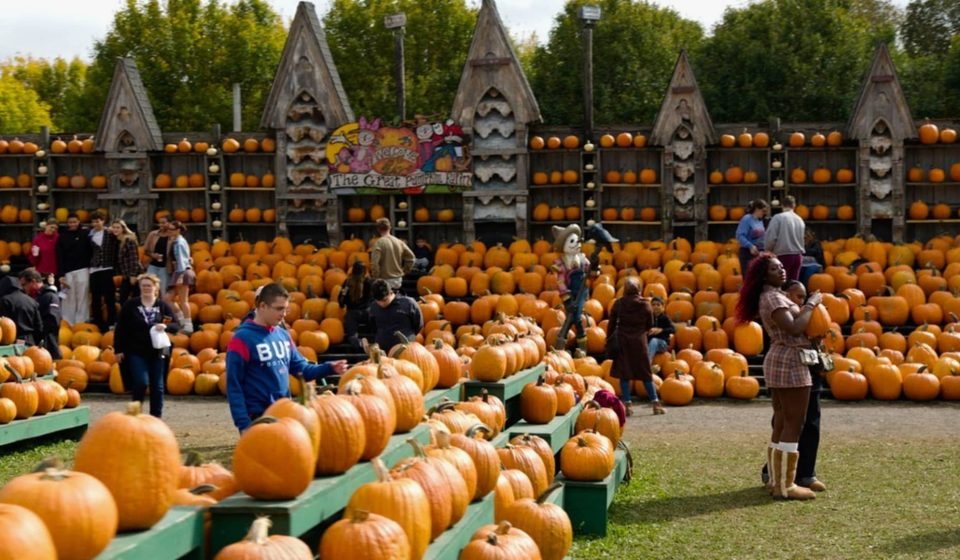 74-year-old's pumpkin farm brings in $2 million a year, in just 7 weeks