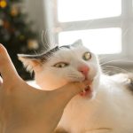 Your Cat Could Give You Surprisingly Common 'Beaver Fever'