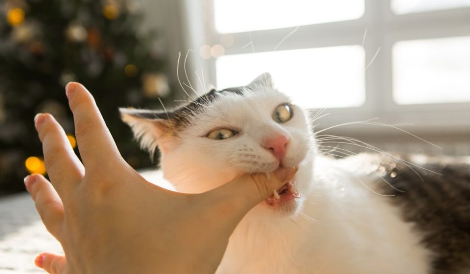 Your Cat Could Give You Surprisingly Common 'Beaver Fever'