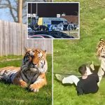 Heartbreaking final moments of man mauled to death in British zoo: “Come here, tiger. Kill me'.