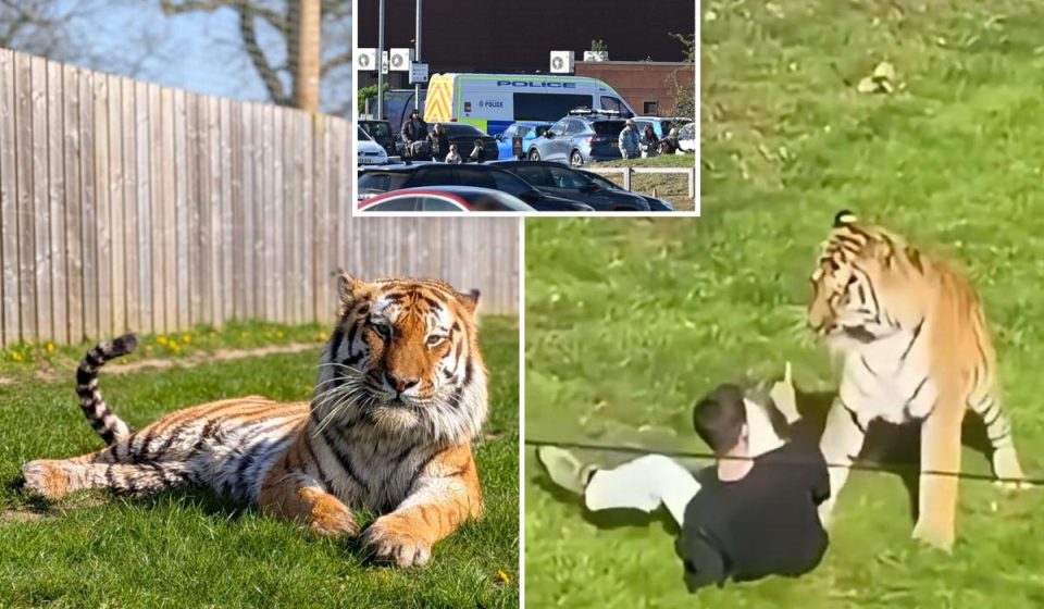Heartbreaking final moments of man mauled to death in British zoo: “Come here, tiger. Kill me’. Heartbreaking final moments of man mauled to death in British zoo: “Come here, tiger. Kill me'.