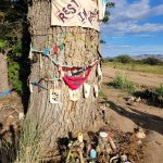 A “grandmother” tree uprooted for the construction of a border wall