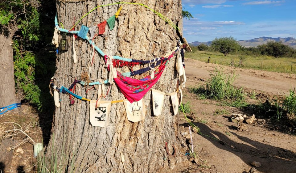 A “grandmother” tree uprooted for the construction of a border wall