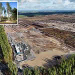 Google illegally cut down 250,000 trees for Finnish data center, infuriating locals: report