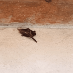 Bats found inside Puyallup elementary school; health officials recommend treatment