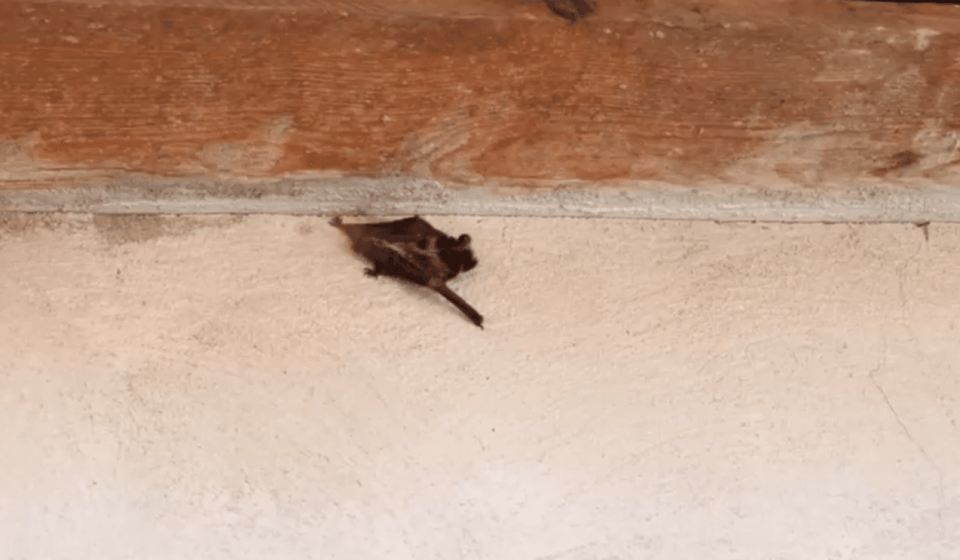 Bats found inside Puyallup elementary school; health officials recommend treatment