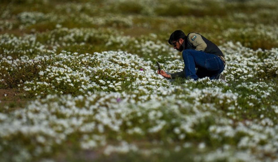 El Niño brings change to the driest desert on earth El Niño brings change to the driest desert on earth