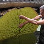 Instagram selfie leads to discovery of giant new water lily