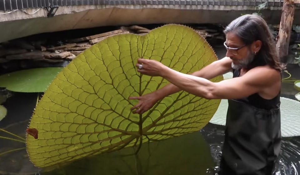 Instagram selfie leads to discovery of giant new water lily