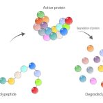 Protein degraders could change disease treatment