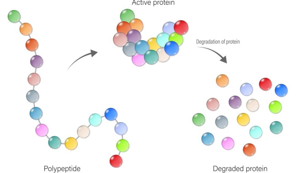 Protein degraders could change disease treatment Protein degraders could change disease treatment