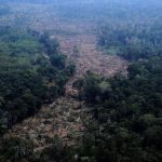 Scientists: this election could decide the fate of Amazon