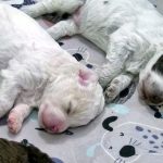 Don't Miss These 6 Finnish Puppies Online