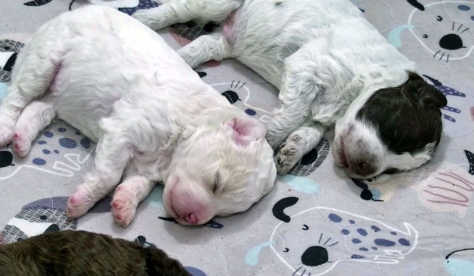 Don’t Miss These 6 Finnish Puppies Online Don't Miss These 6 Finnish Puppies Online