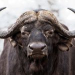 Raw buffalo brains? Enter the Realm of “Dark Nutrition”