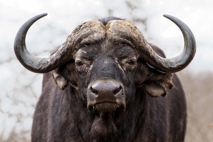 Raw buffalo brains? Enter the Realm of “Dark Nutrition” Raw buffalo brains? Enter the Realm of “Dark Nutrition”