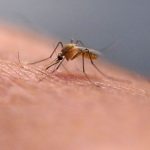 Startup offers $1,000 laser to kill mosquitoes