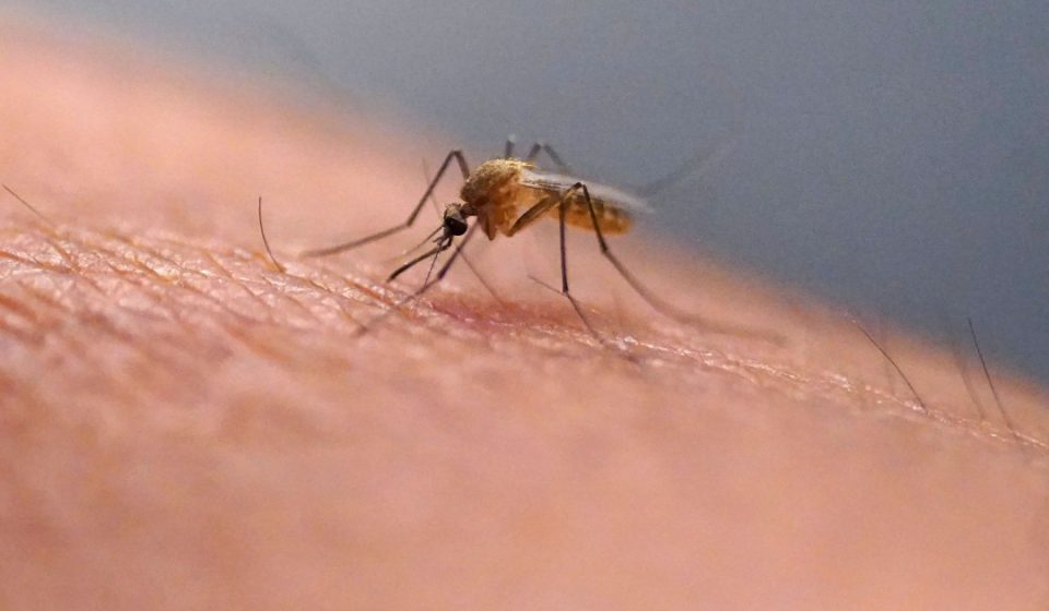 Startup offers $1,000 laser to kill mosquitoes Startup offers $1,000 laser to kill mosquitoes