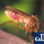“Hell”: how Los Angeles was invaded by mosquitoes | Los Angeles