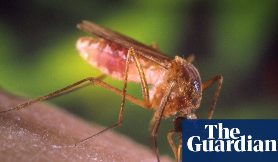 “Hell”: how Los Angeles was invaded by mosquitoes | Los Angeles